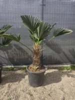 Trachycarpus Wagnerianus